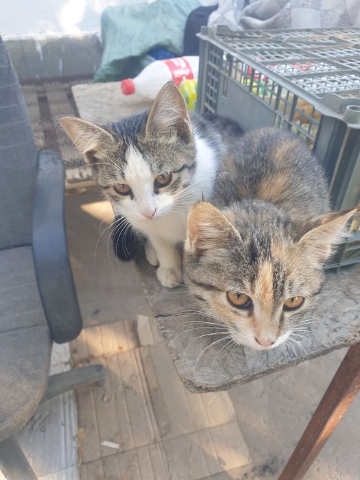 Мысык, кошка, Али кишкентай