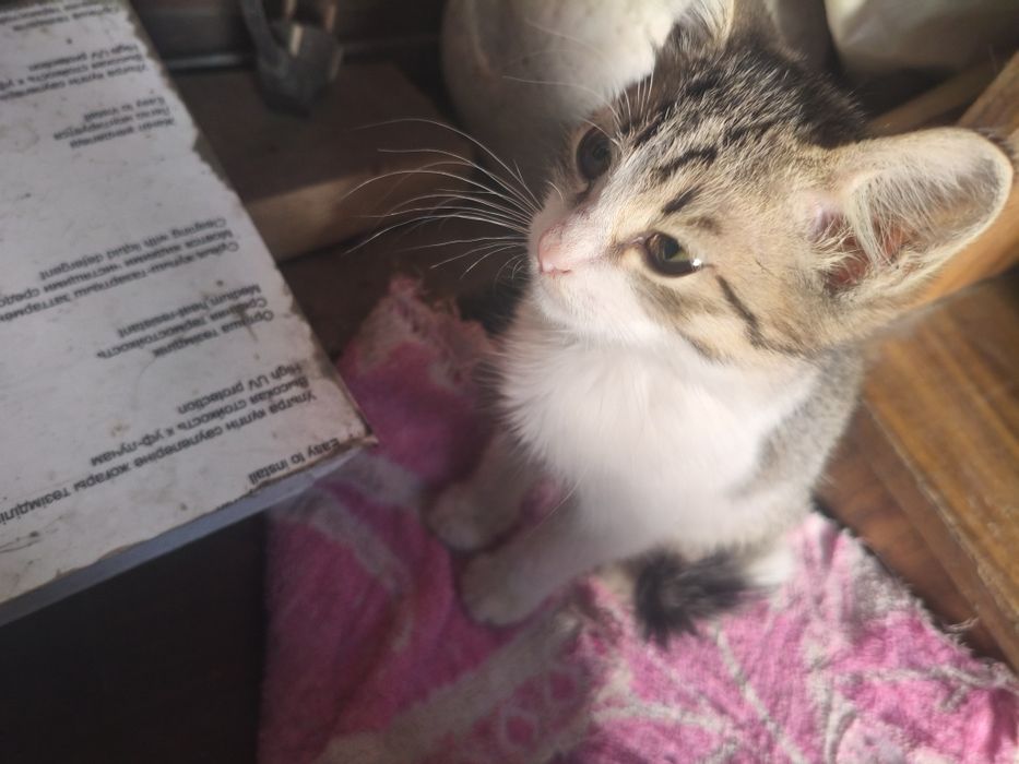 Отдам котят в добрые руки