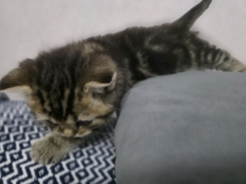 Британские котята