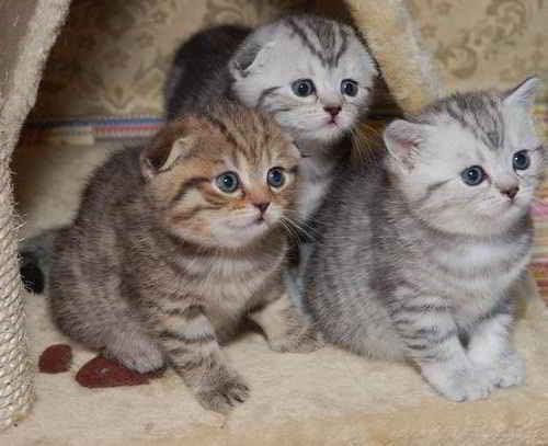 Как выглядит котенок вислоухой кошки