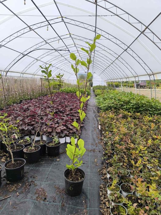 Магнолия различни видове