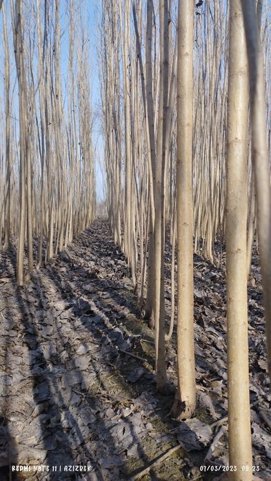 Terak koʻchatlar sotiladi