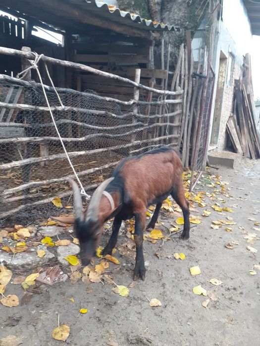 Vand țap alpin francez