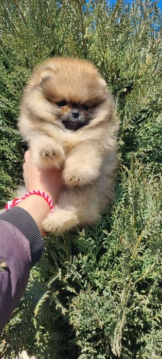 Померан померанче