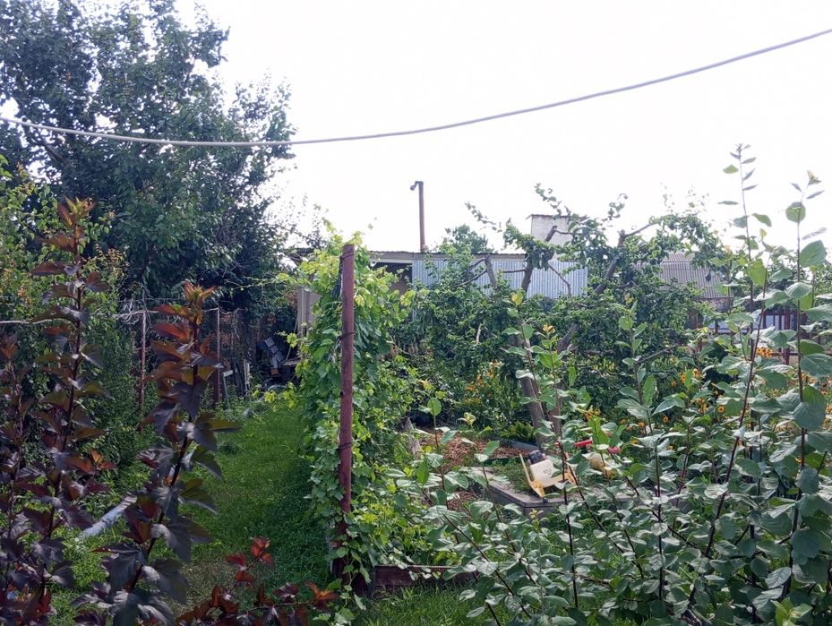 Продам дачу. Общество Вишневый сад