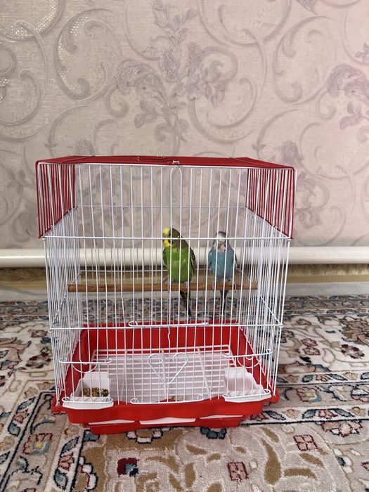 Продаю попугаев парочка вместе с клеткой.