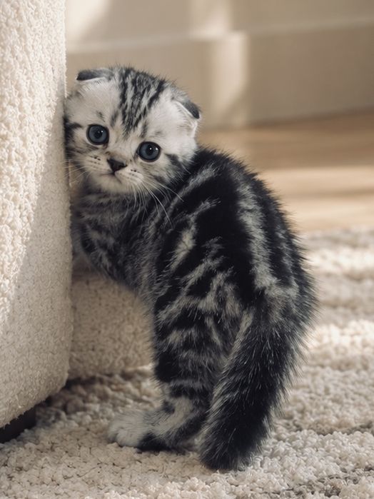 Вислоухие котята