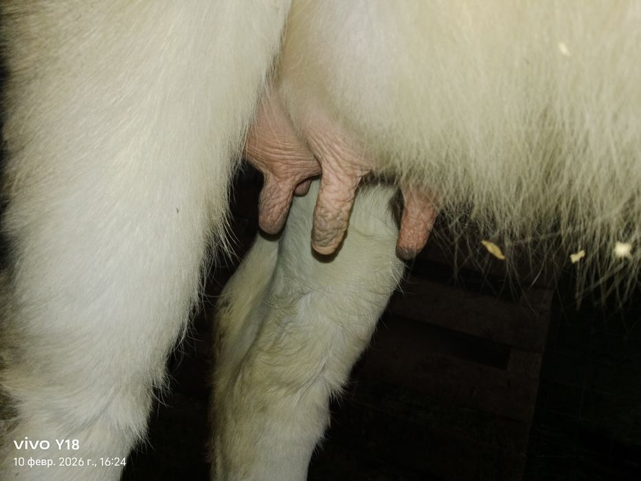 Мал сатамын продам корову