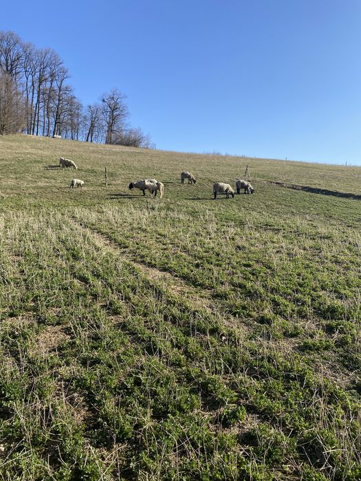 Oi de vânzare+berbec