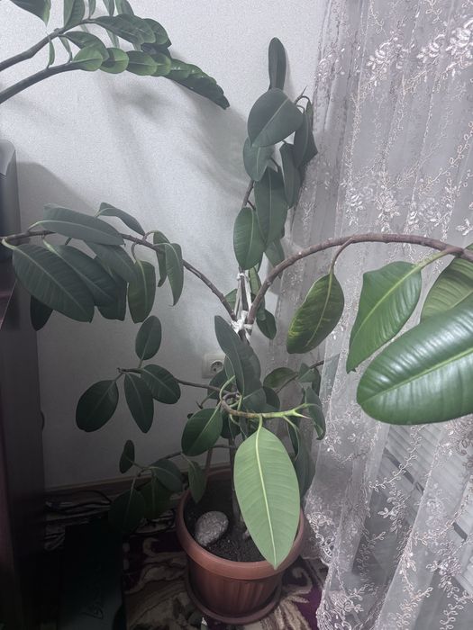Домашний цветок Фикус.             .