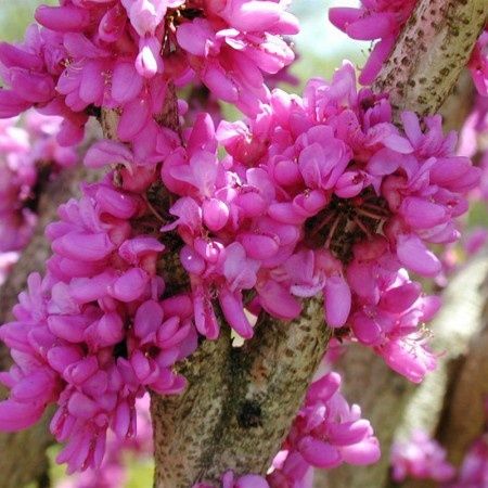 Cercis  Canadensis (Arborele Iudei )