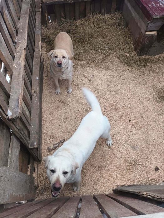 Se vinde caini labradori