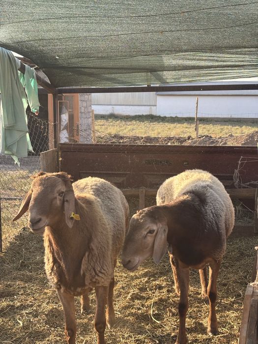 Қой Қошарлар сатылады