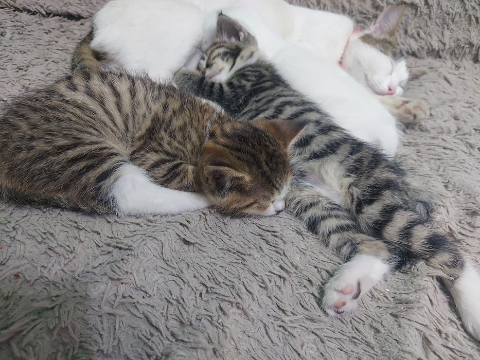 Котята (мальчик и девочка) 21.03