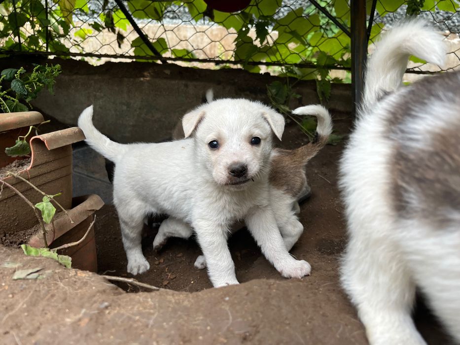 Pui de cățeluș, aproximativ 9 săptămâni