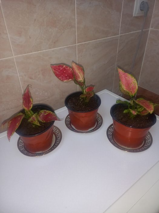 Комнатные растения