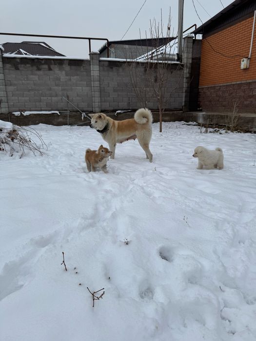 Акита Ину щенки