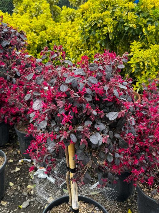 Arbust Loropetalum (Franjuri roz) | Plante ornamentale calitatea 1