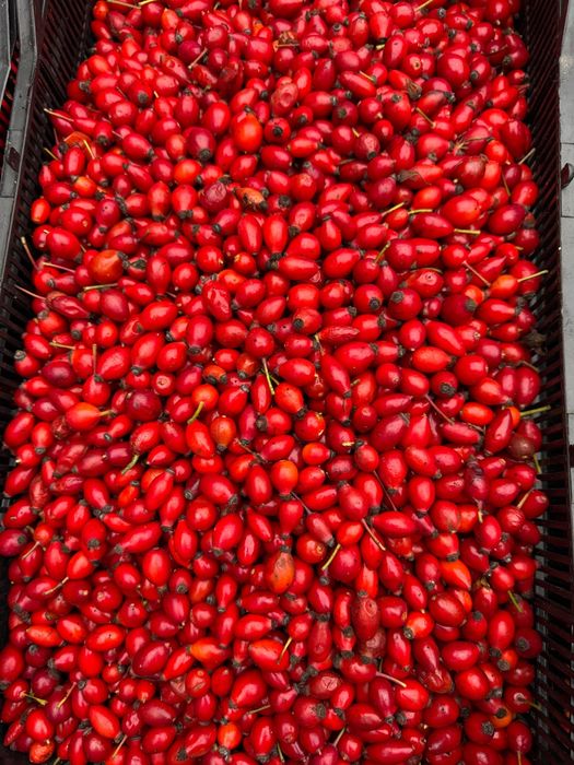 Прясна диворастяща шипка-реколта 2025г.