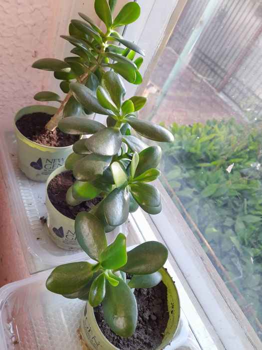Arborele de jad. Crassula Ovata