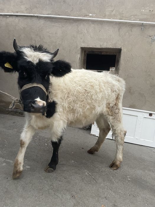 Ала тана сатылады