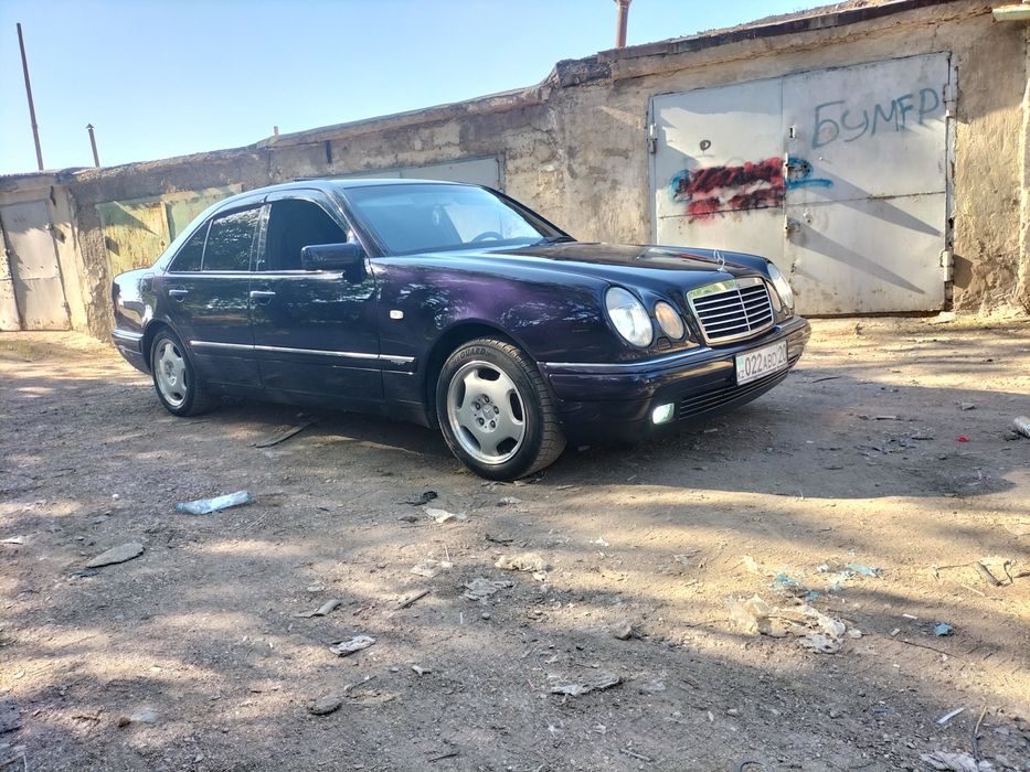 Продам живой Лупарик