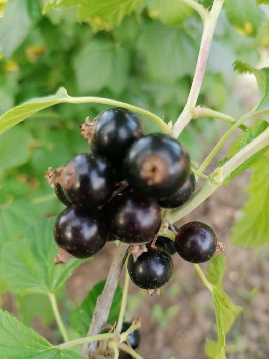 Coacaze rosii si negre