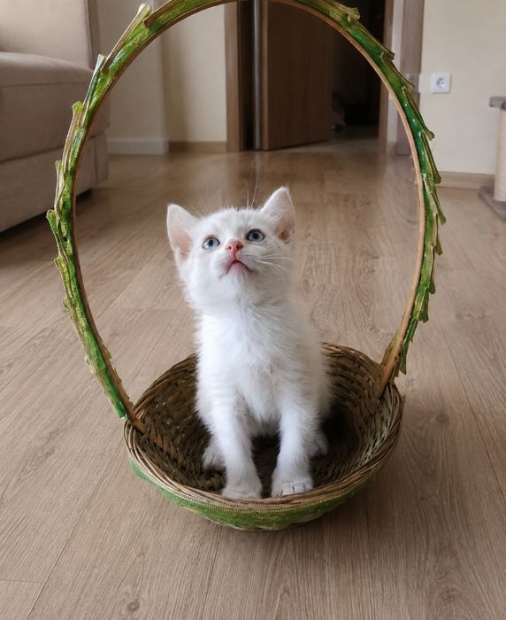 Котенок в хорошие руки