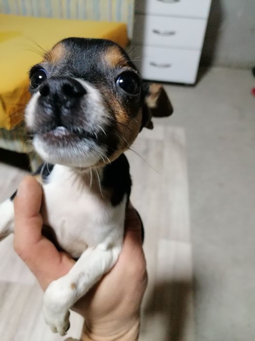 Джек Рассел терьер