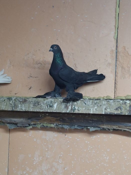 Продам голубя жука