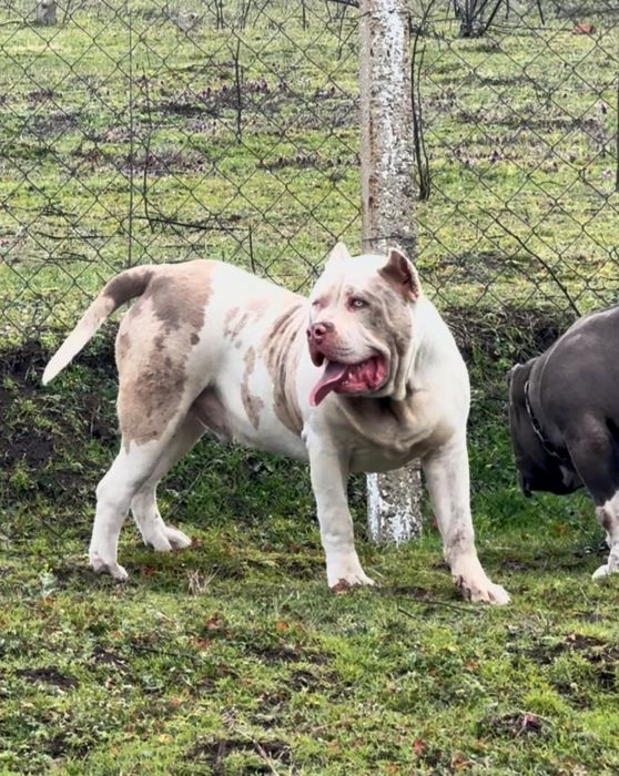 American bully XL / Американско були ХЛ