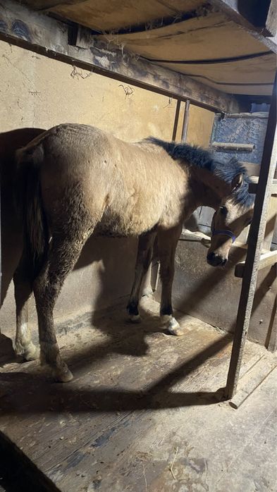 Тай еркек сатылады