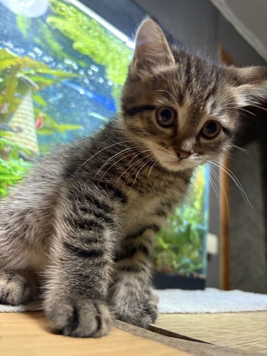 Отдам котят в хорошие руки