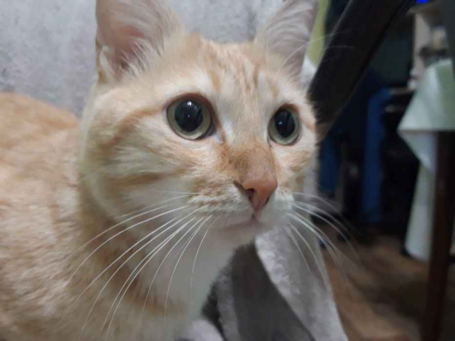 Отдам рыжего кота