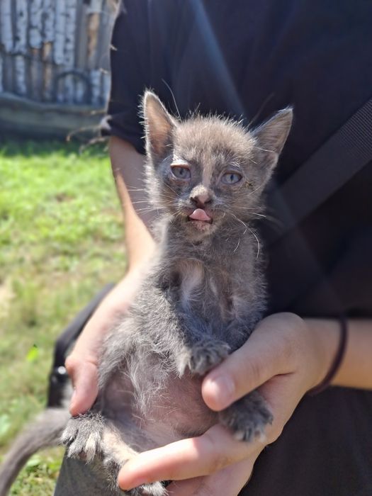 Милые котятки ищут свой дом