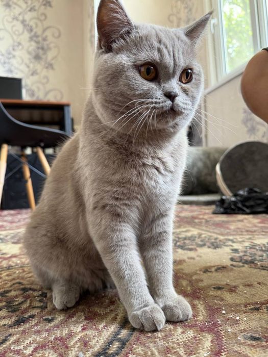 Skotish Strayt pasporti bor