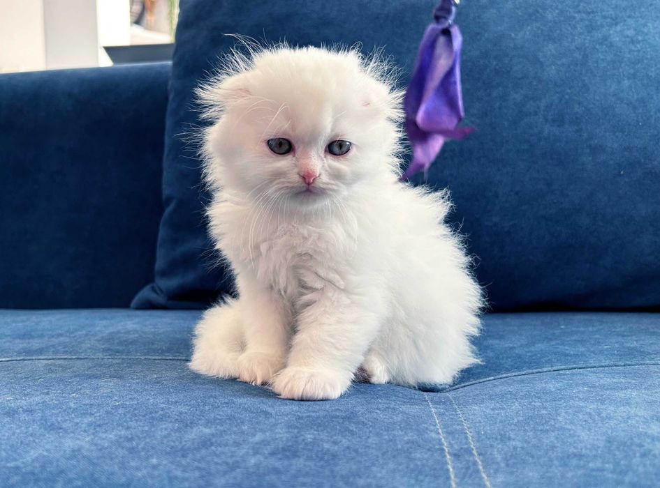 Motănel Scottish Fold Loghair, Pedigree - 2 luni