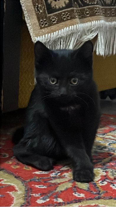 котенок (девочка)