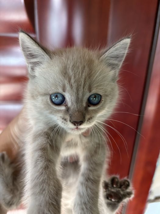 Отдам котят в добрые руки