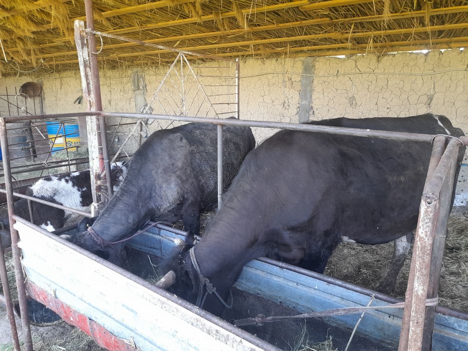 Сиырлар сатылады.