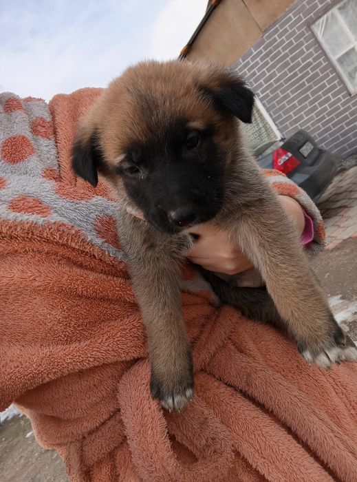 Отдам щенков в добрые руки