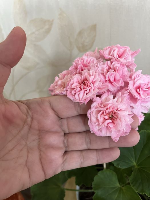 Продам черенки сортовых пеларгоний