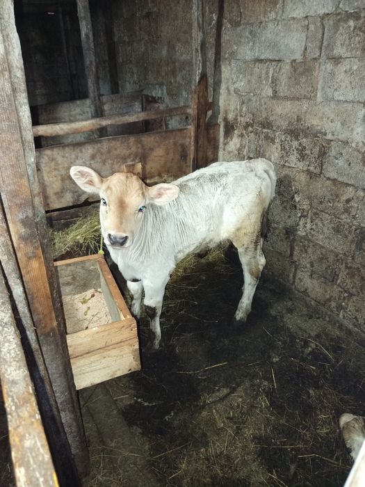 Vând jurinca cu vițica de 8 săptămâni