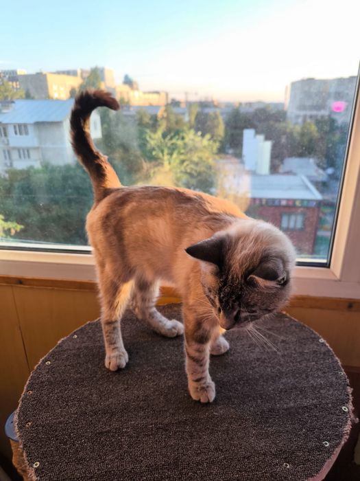 Кот  7/8 месяцев