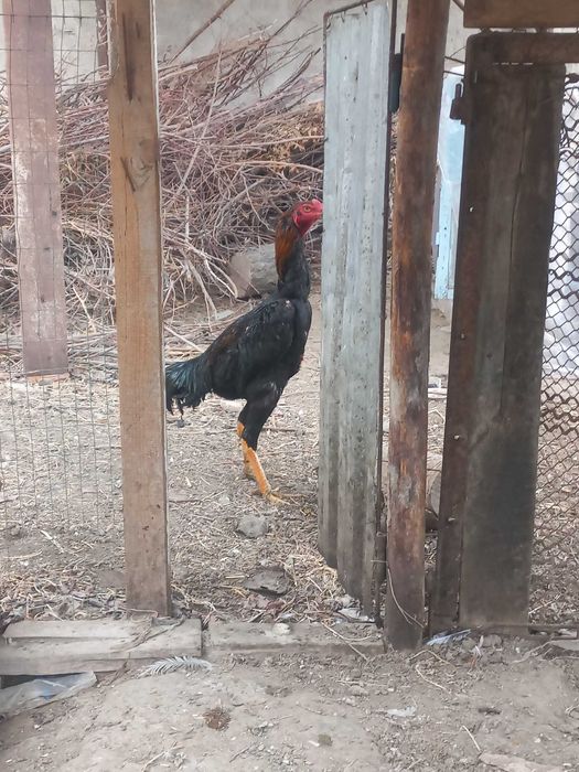 shamo.Kares.ganoy.kulangi,dakan.xo'roz.xuro'z