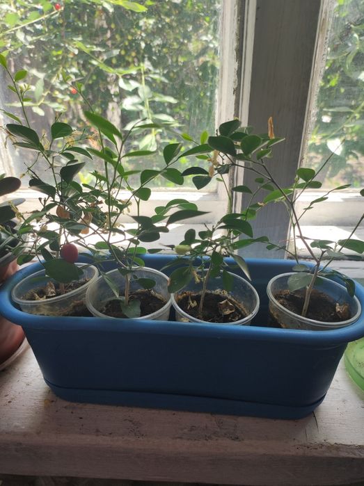 Комнатные растения