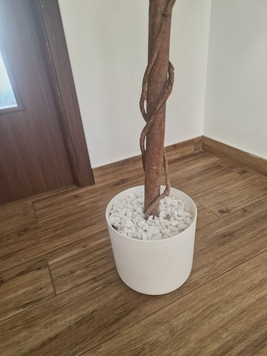 Ficus Benjamina cu frunze artificiale