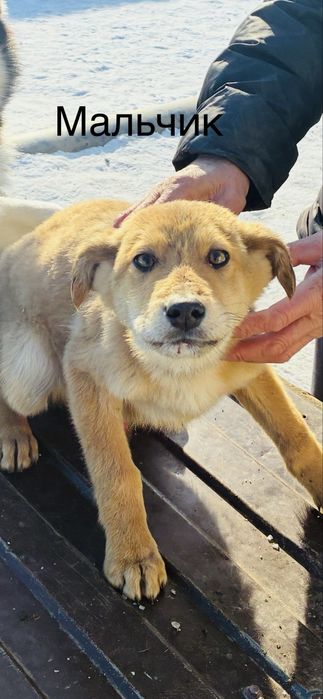 Ищем дом щенкам добрые руки!