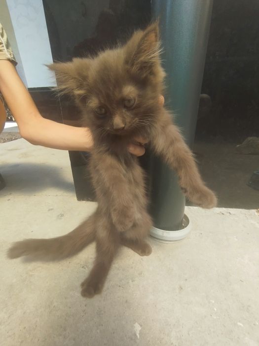 Скоттиш фолд сотилади