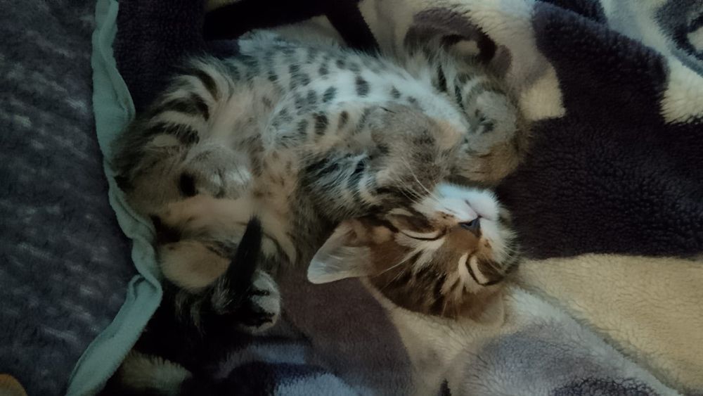 Отдам котят в добрые руки